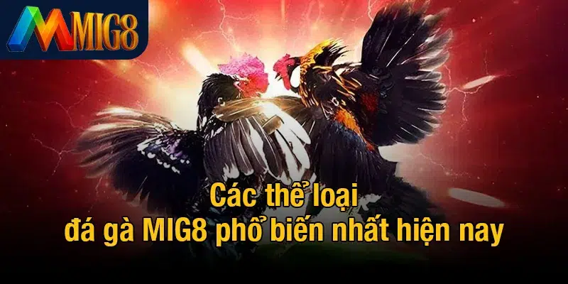 Các thể loại đá gà MIG8 phổ biến nhất hiện nay