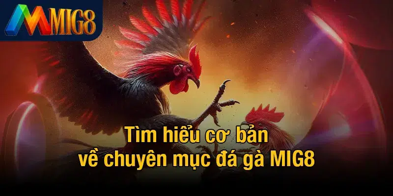 Tìm hiểu cơ bản về chuyên mục đá gà MIG8